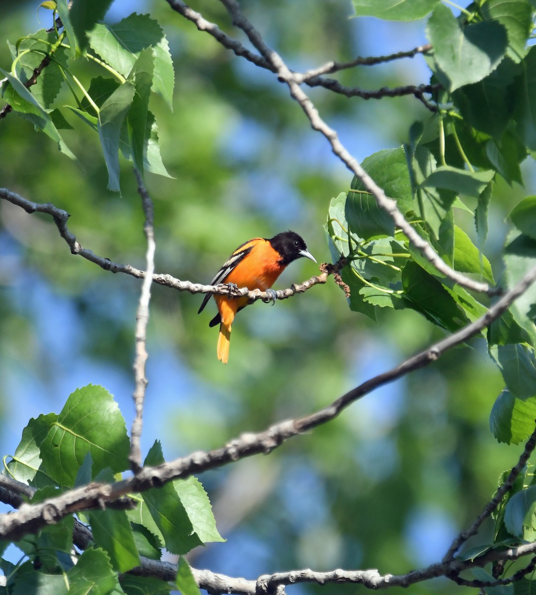 Oriole de Baltimore - ML620689609