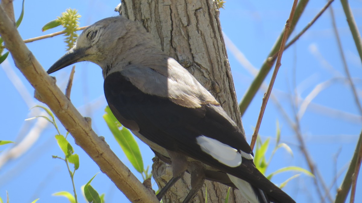 Clark's Nutcracker - ML620689610