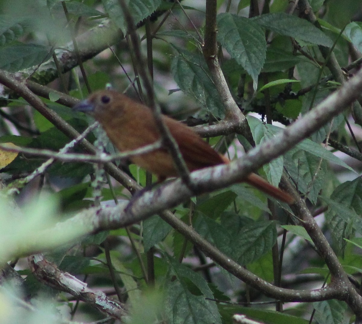 Ruby-crowned Tanager - ML620689611