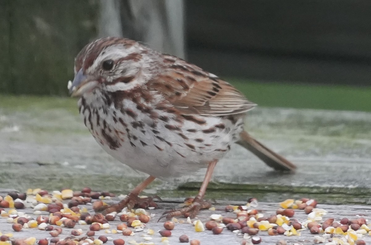 Song Sparrow - ML620689612