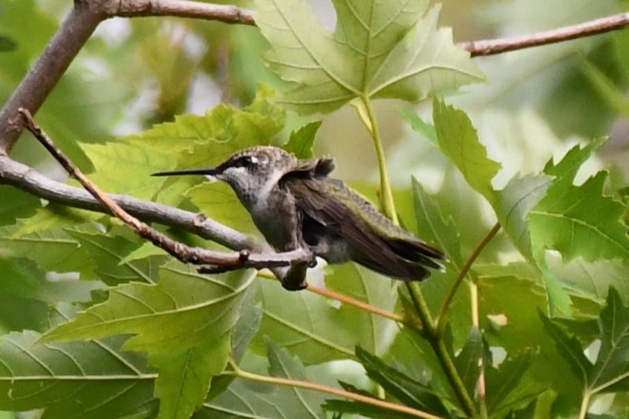 Black-chinned Hummingbird - ML620689615