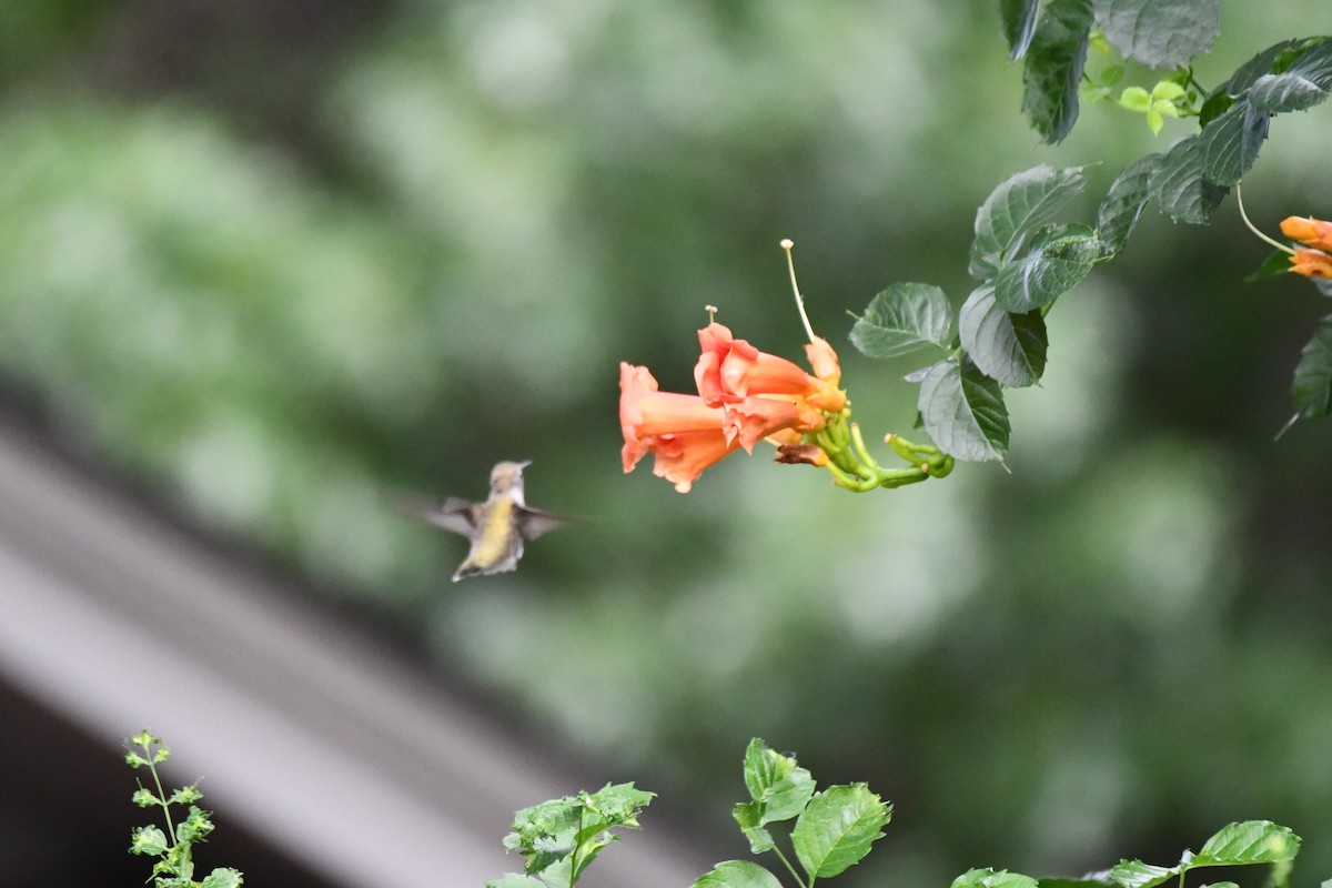 Black-chinned Hummingbird - ML620689618