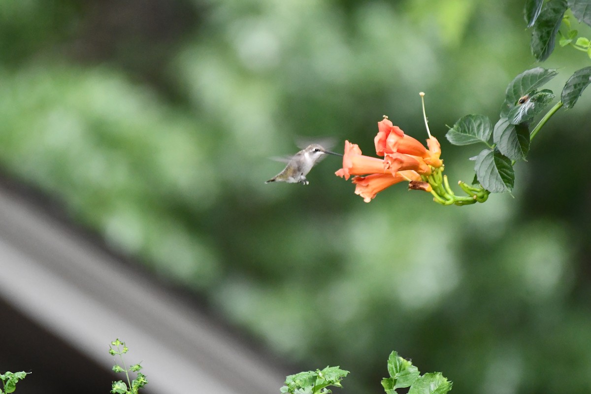 Colibri à gorge noire - ML620689619