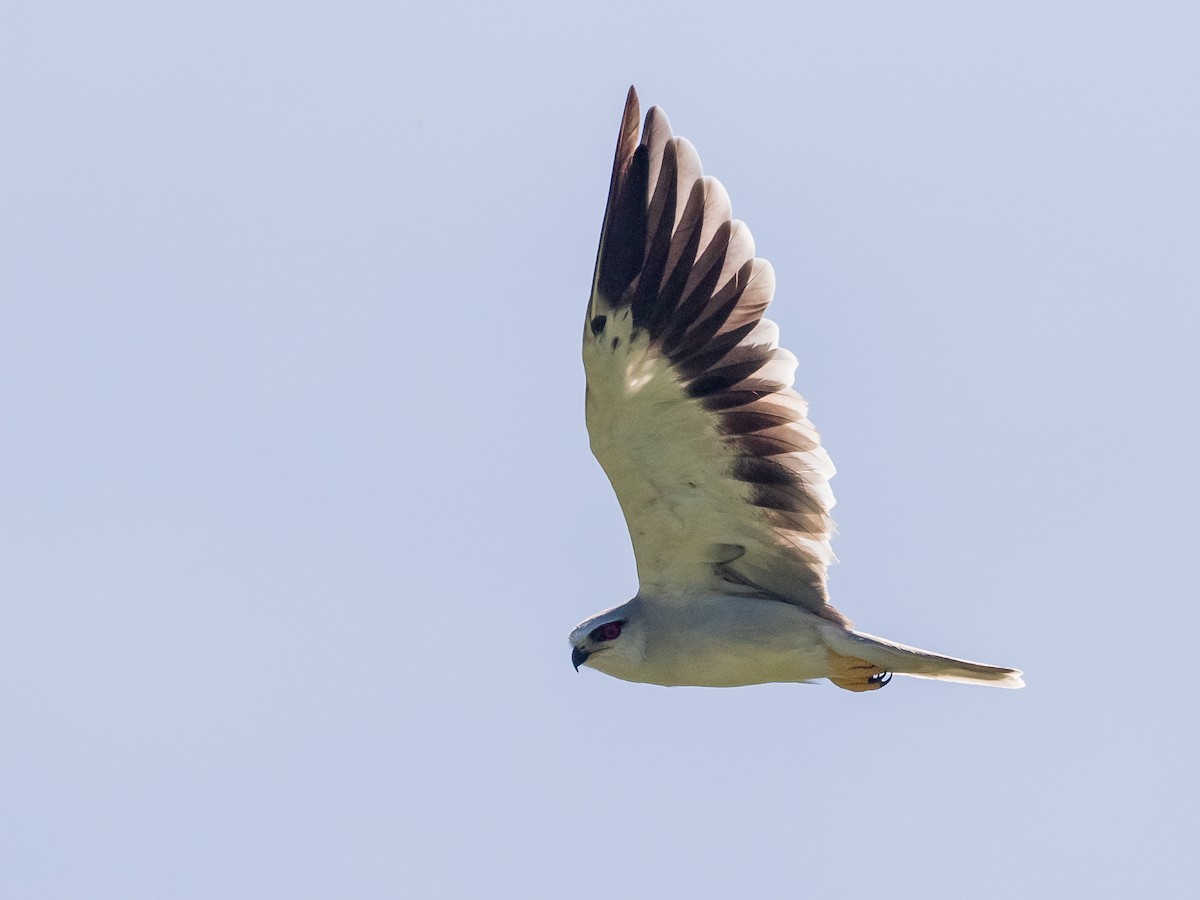 Black-winged Kite - ML620689620