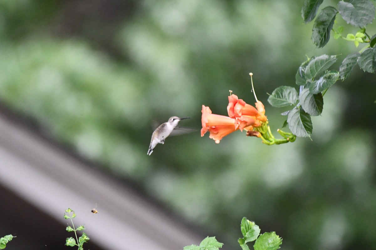 Colibri à gorge noire - ML620689622