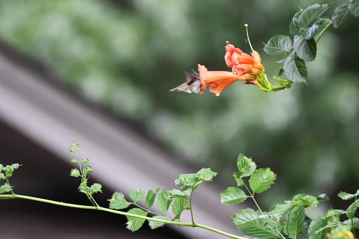 Black-chinned Hummingbird - ML620689623