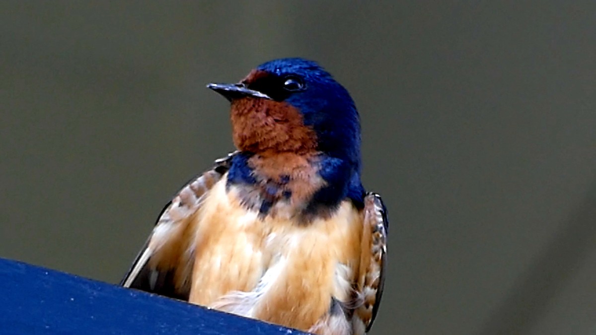 Barn Swallow - ML620689625