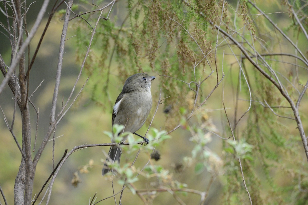 Golden Whistler - ML620689631