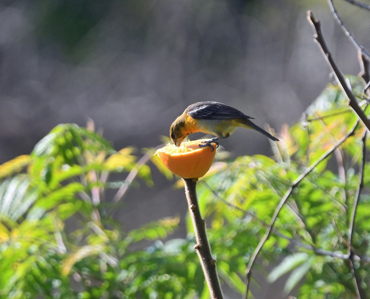 Oriole de Baltimore - ML620689632