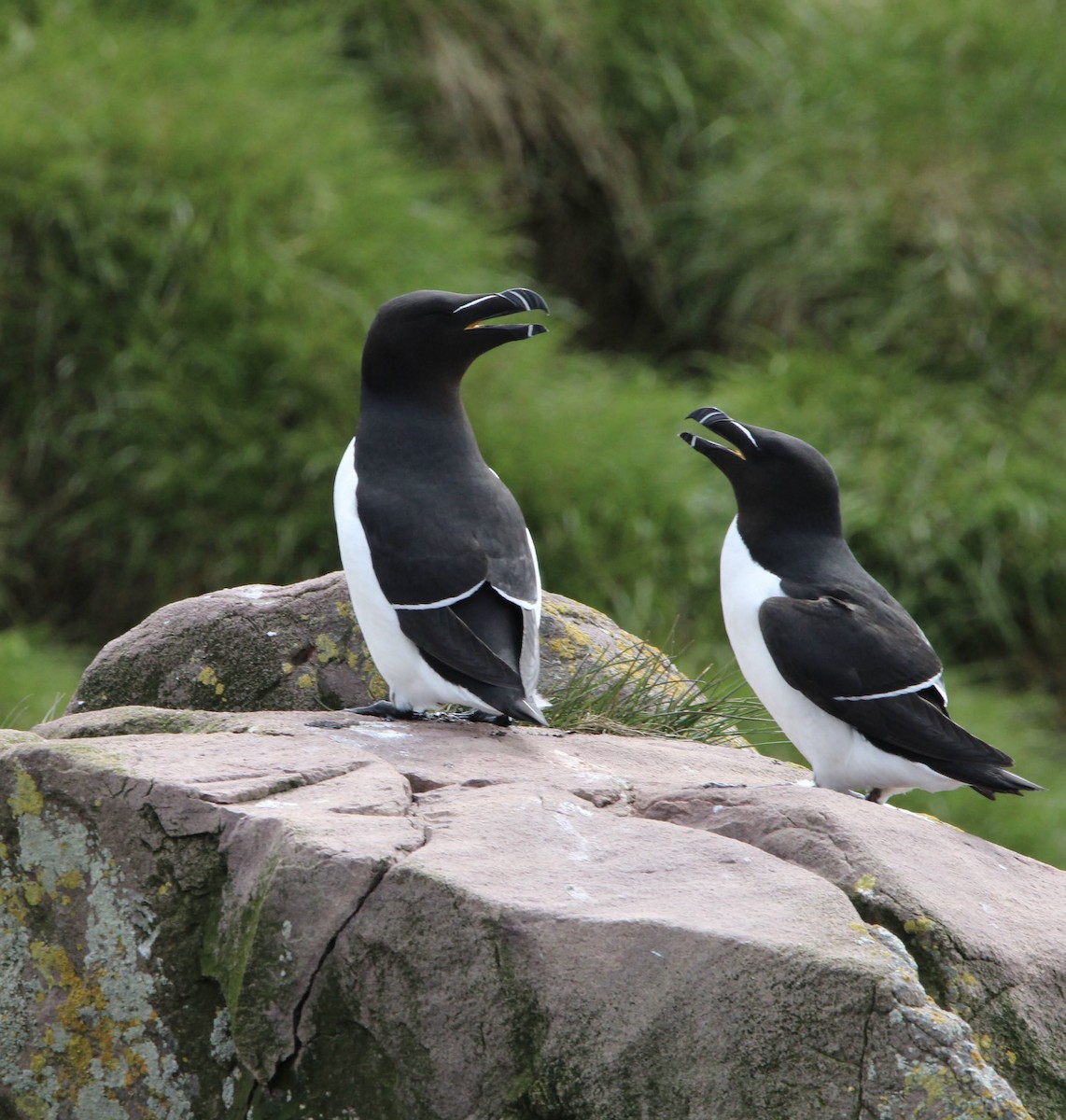 Razorbill - ML620689636