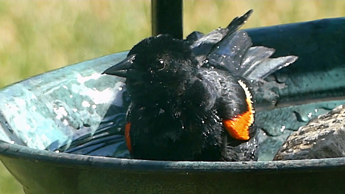 Red-winged Blackbird - ML620689637