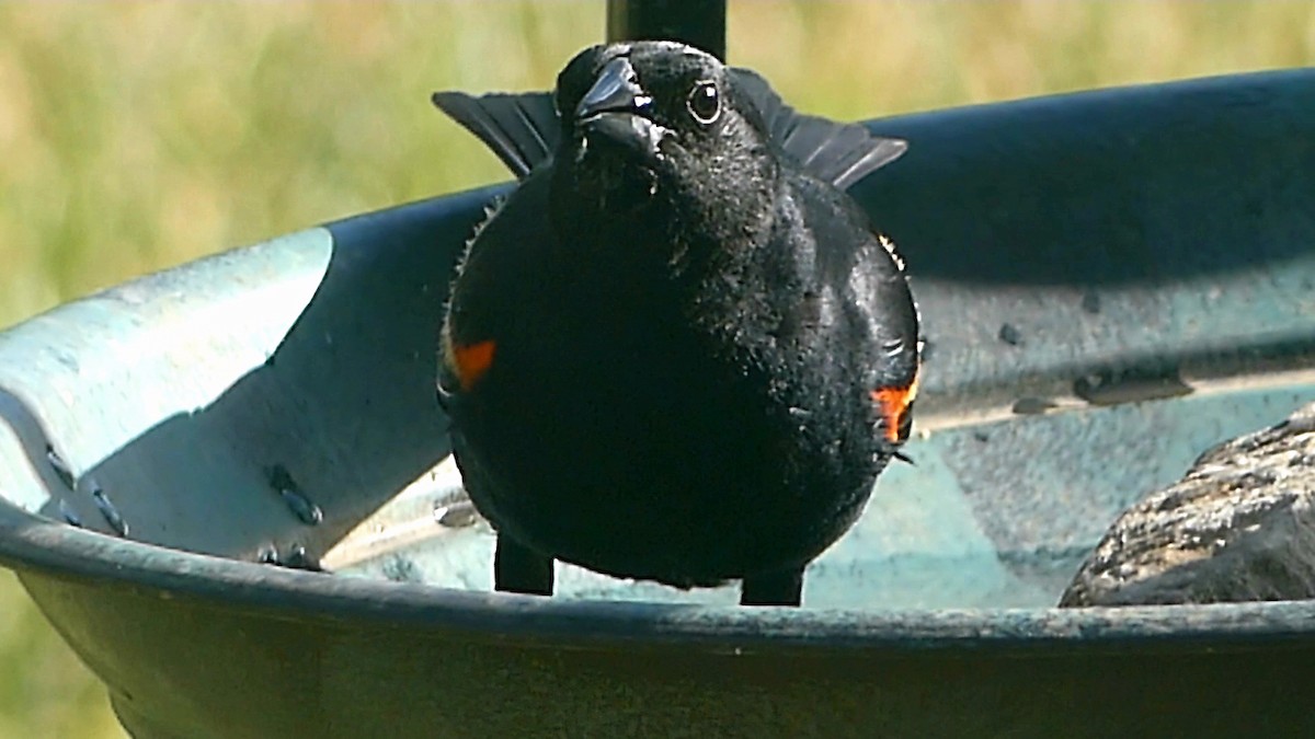 Red-winged Blackbird - ML620689638