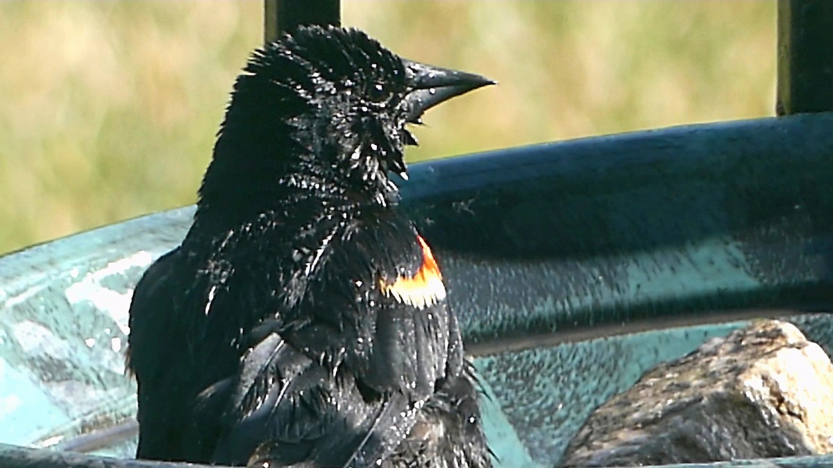 Red-winged Blackbird - ML620689639