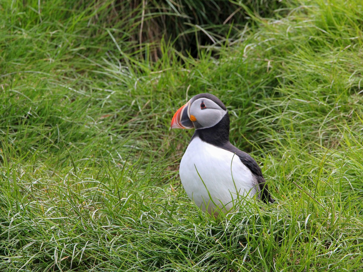 Atlantic Puffin - ML620689644