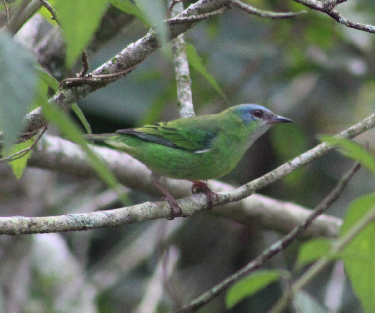 Blue Dacnis - ML620689645