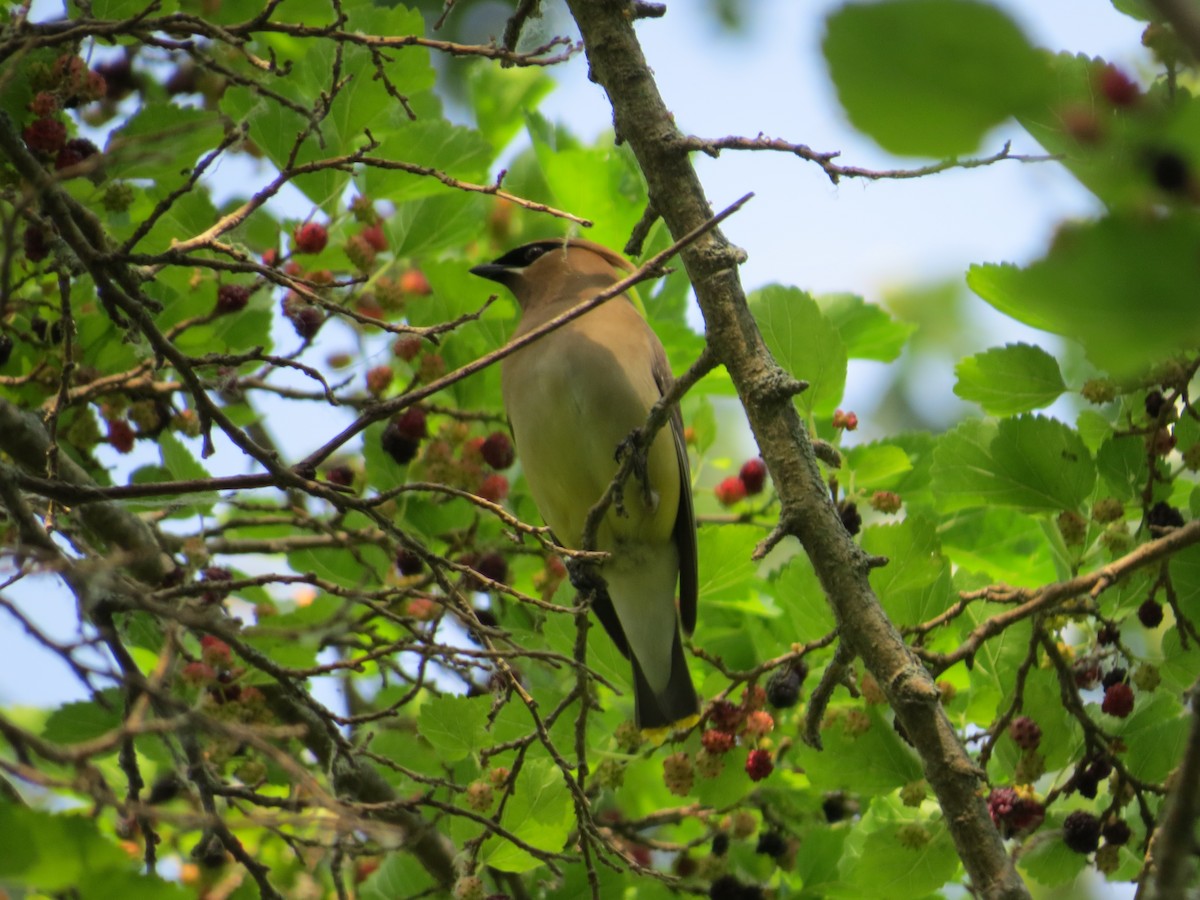 Cedar Waxwing - ML620689647