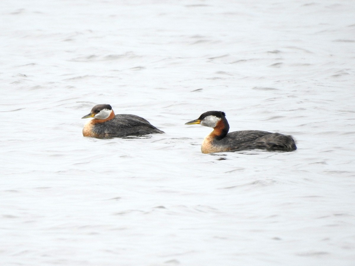 Red-necked Grebe - ML620689648
