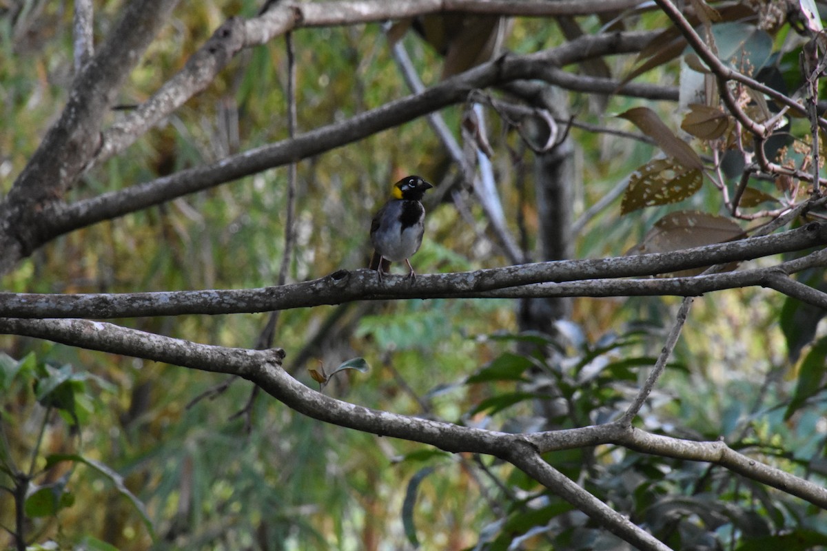 White-eared Ground-Sparrow - ML620689655