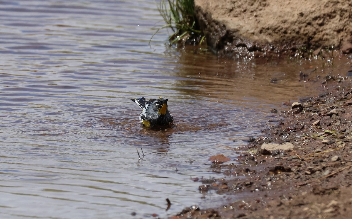 Yellow-rumped Warbler (Audubon's) - ML620689657