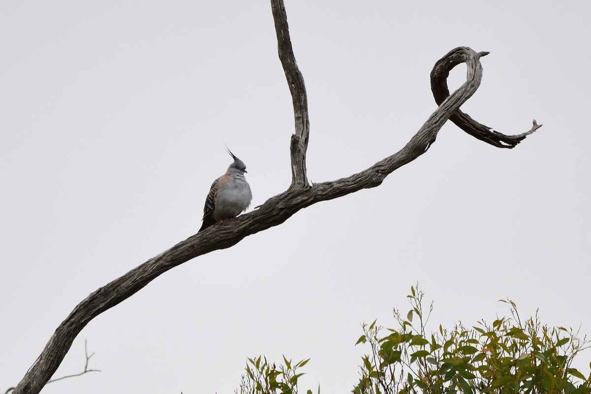 Crested Pigeon - ML620689659