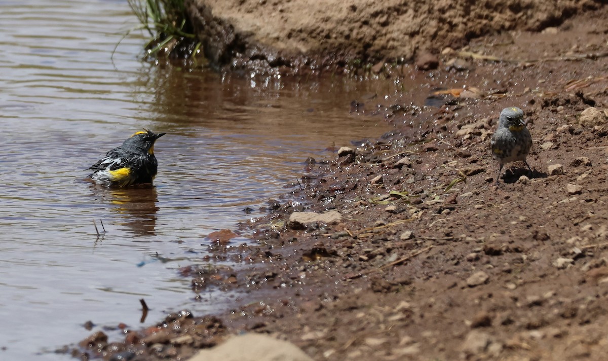 Yellow-rumped Warbler (Audubon's) - ML620689660