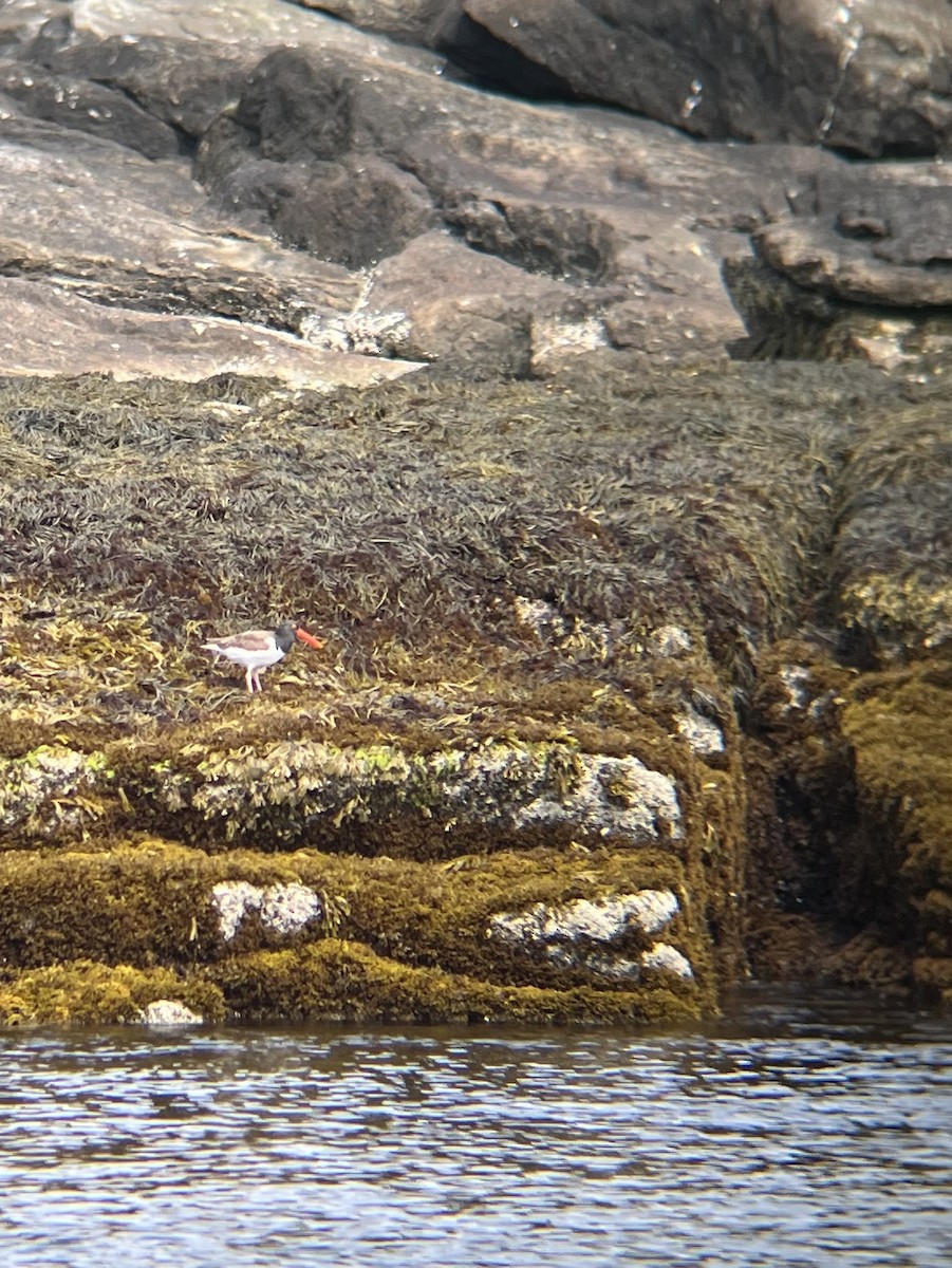 American Oystercatcher - ML620689664