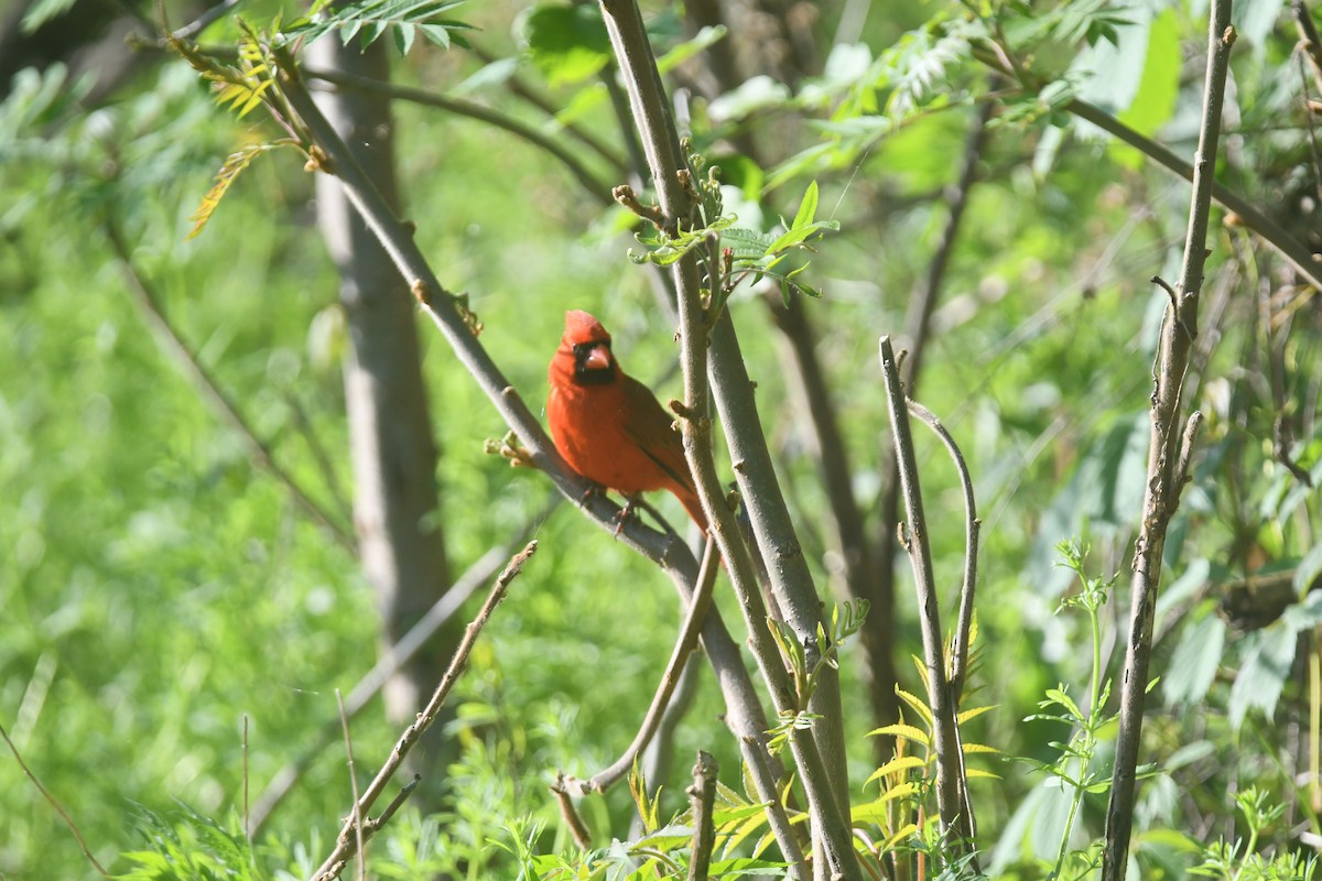 Northern Cardinal - Brian Johnson