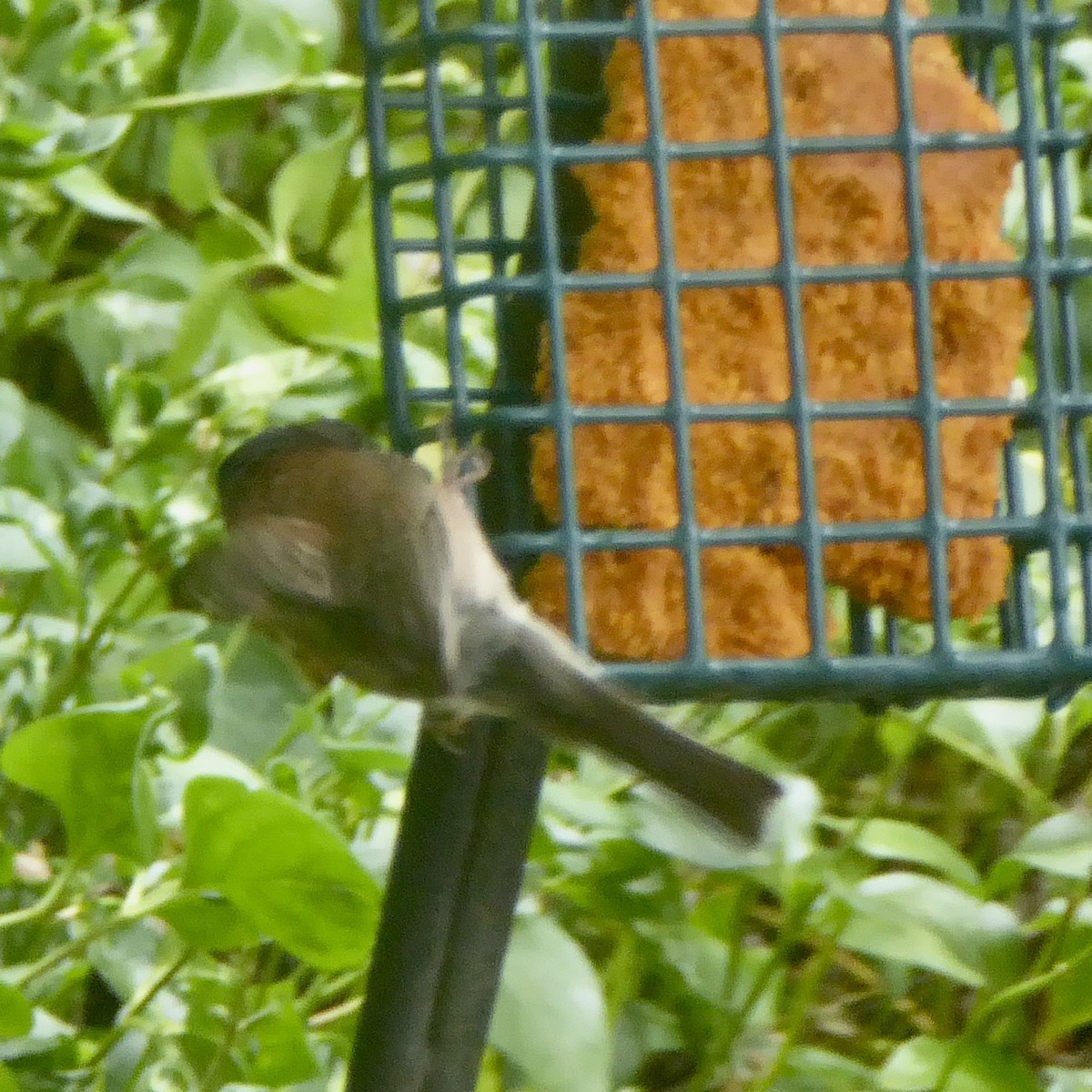 Chestnut-backed Chickadee - ML620689671