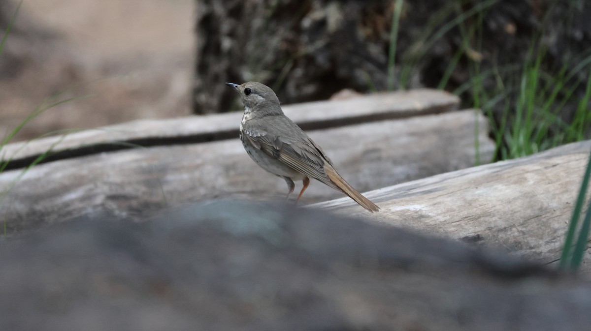 Hermit Thrush - ML620689674