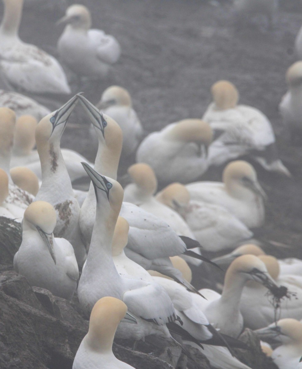 Northern Gannet - Liz Clement