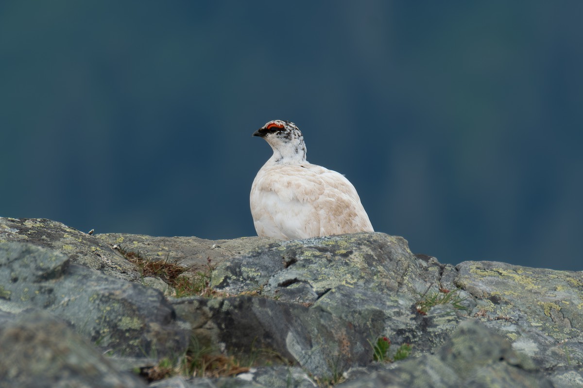 Rock Ptarmigan - ML620689676