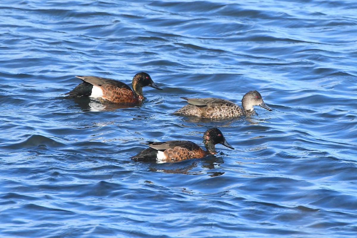 Chestnut Teal - ML620689677