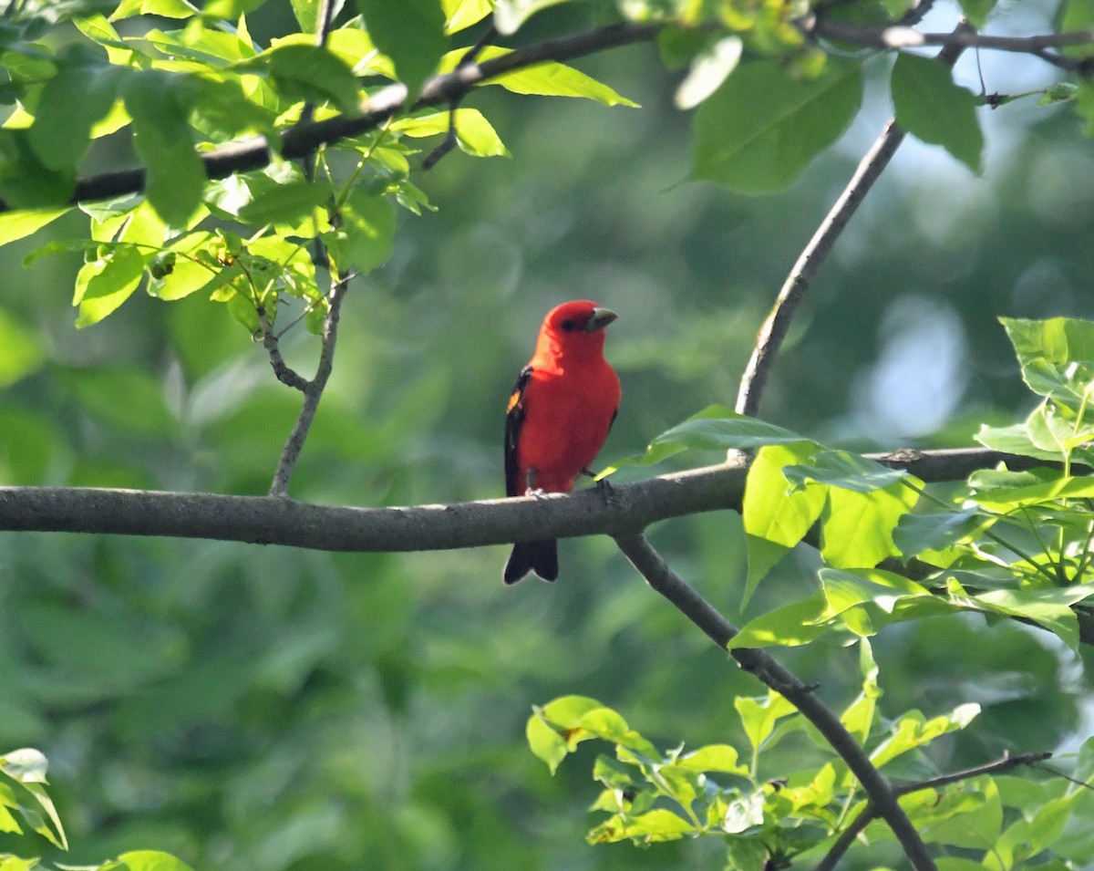 Scarlet Tanager - ML620689680