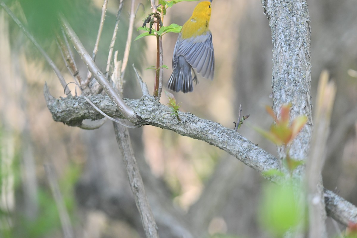Prothonotary Warbler - ML620689687