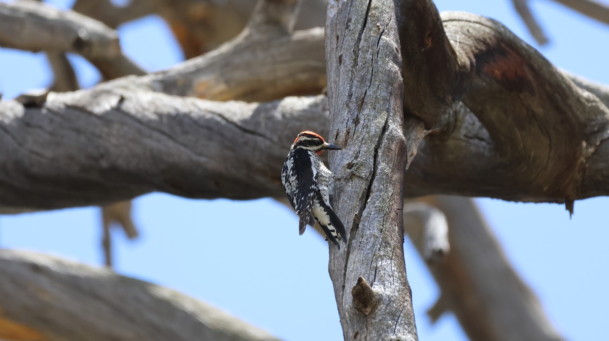 Red-naped Sapsucker - Tonie Hansen