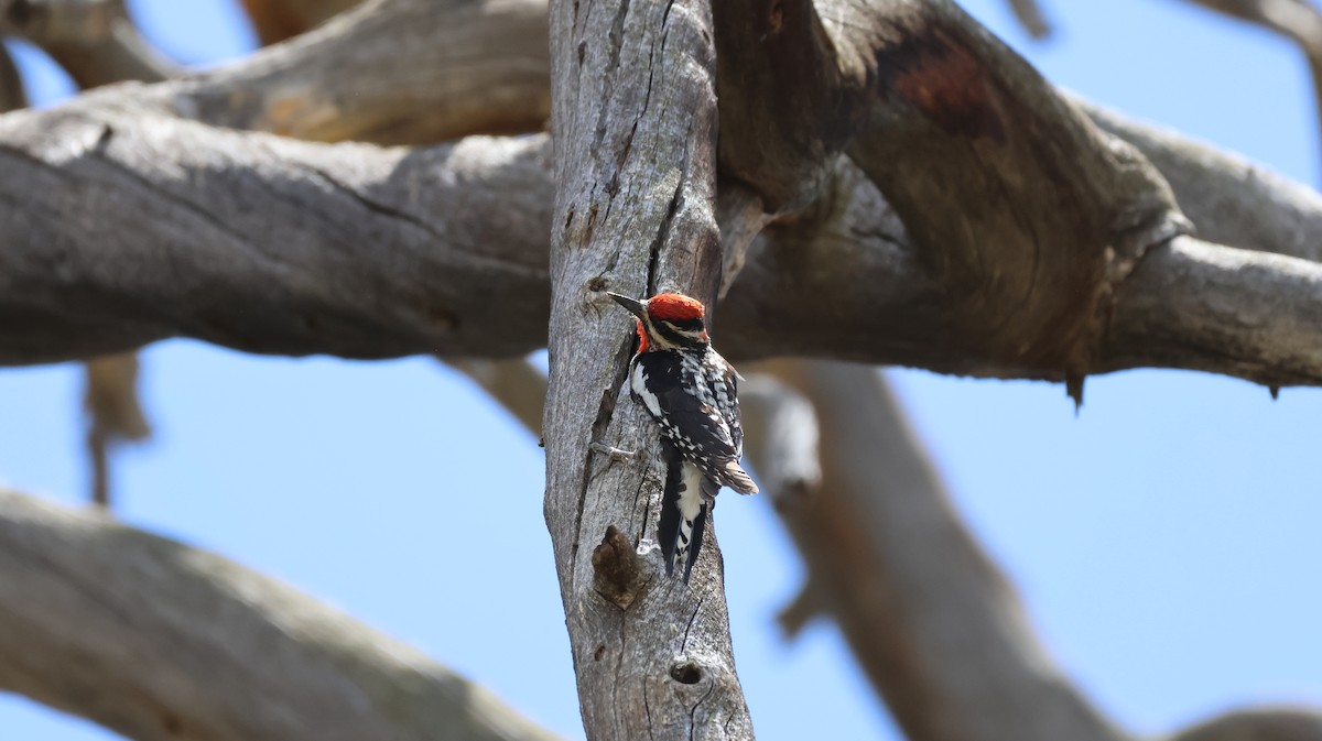 Red-naped Sapsucker - ML620689694