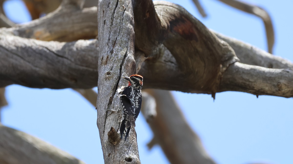 Red-naped Sapsucker - ML620689695