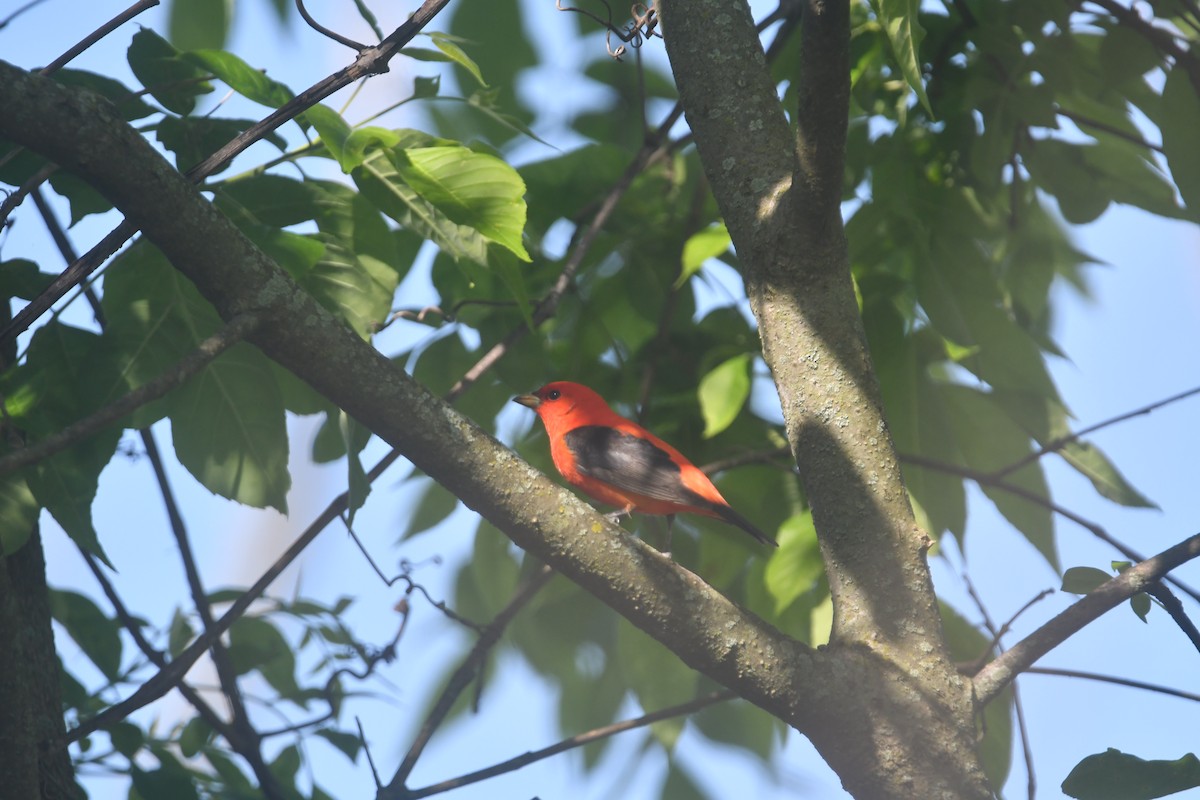 Scarlet Tanager - ML620689707