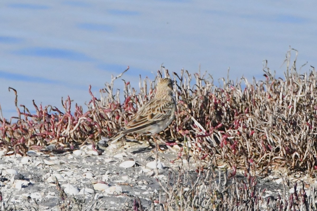 Eurasian Skylark (European) - ML620689709