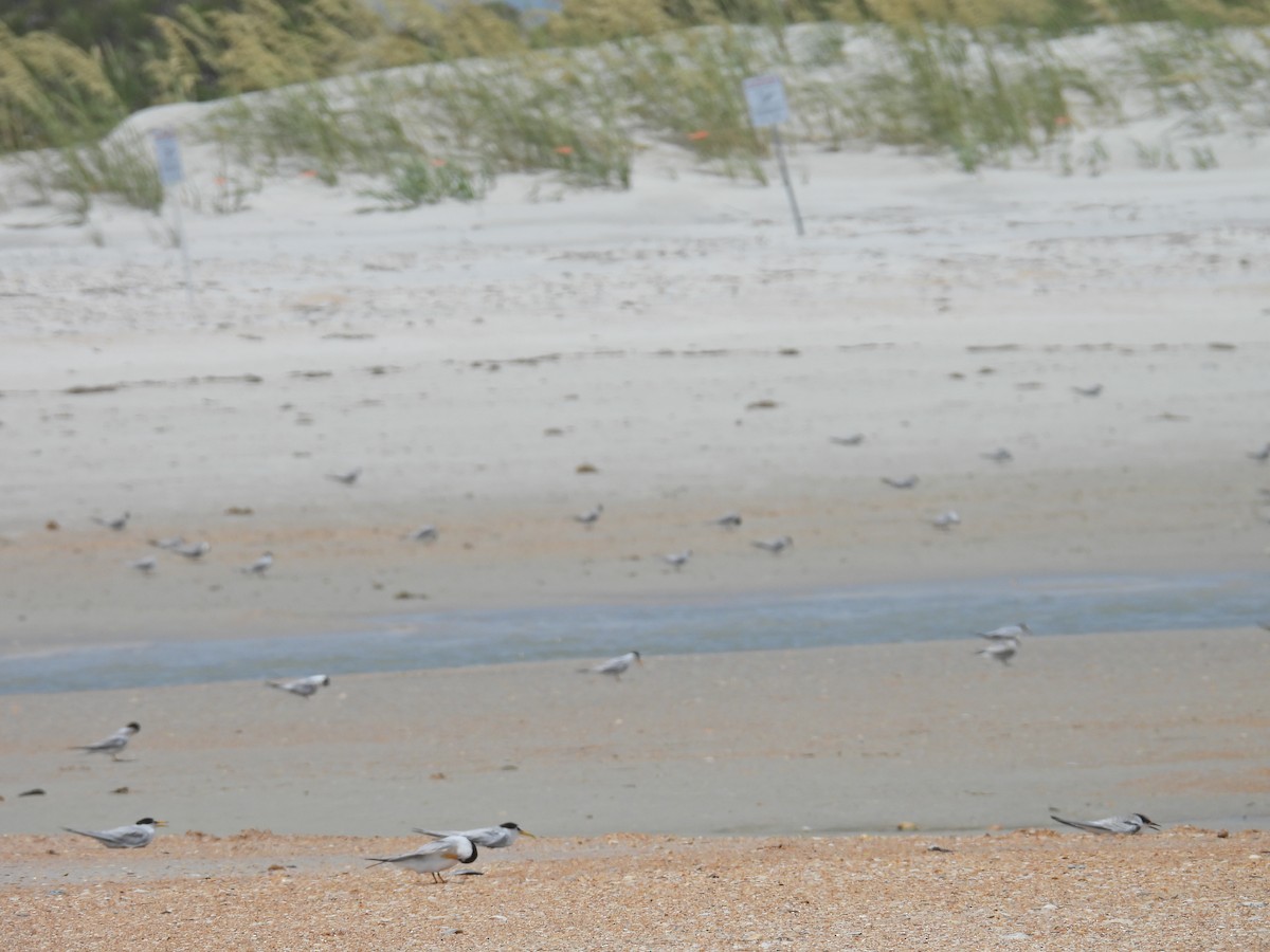 Least Tern - ML620689710