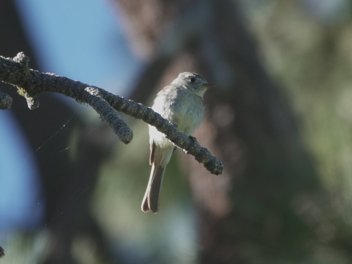 Dusky Flycatcher - ML620689712