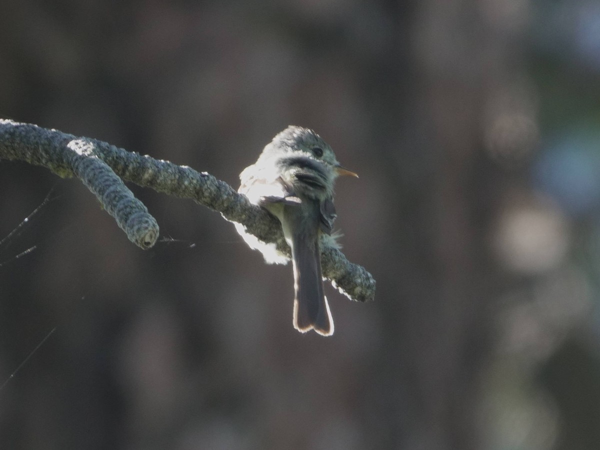 Dusky Flycatcher - Peter Schneekloth