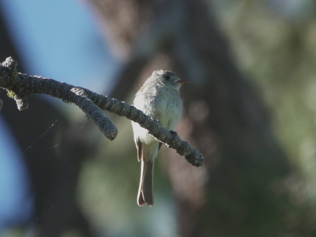 Dusky Flycatcher - ML620689714