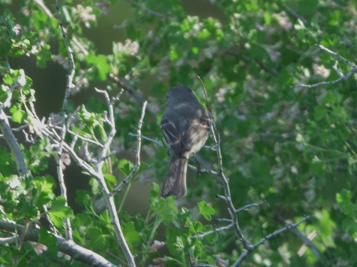 Dusky Flycatcher - Peter Schneekloth