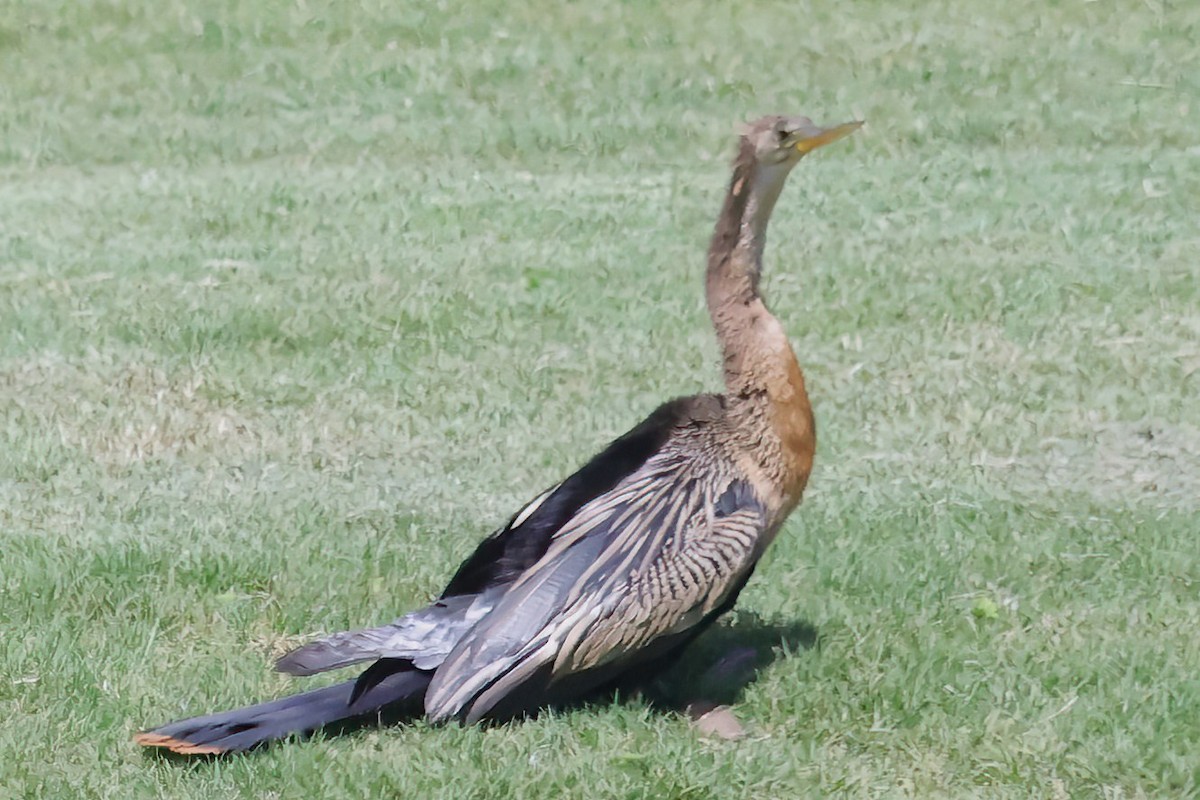 Amerika-Schlangenhalsvogel - ML620689716