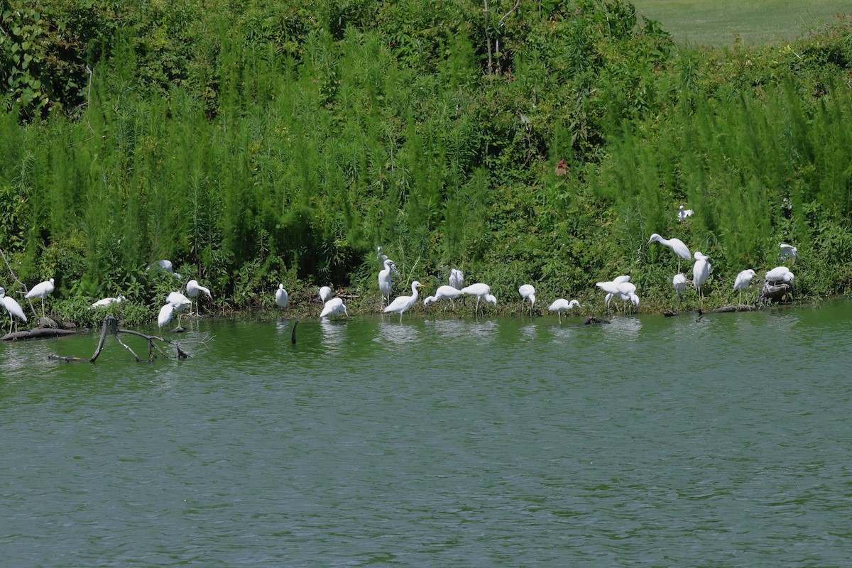 Little Blue Heron - ML620689719