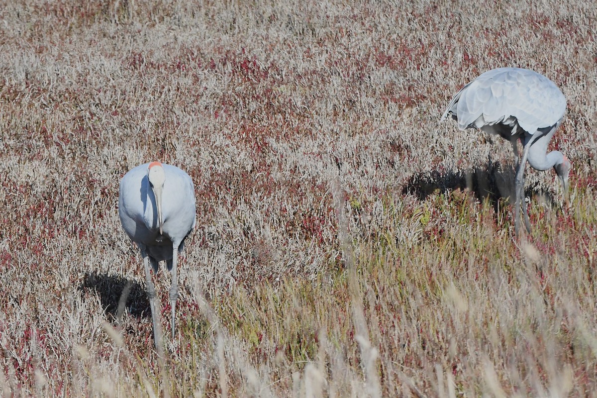 Grulla Brolga - ML620689720