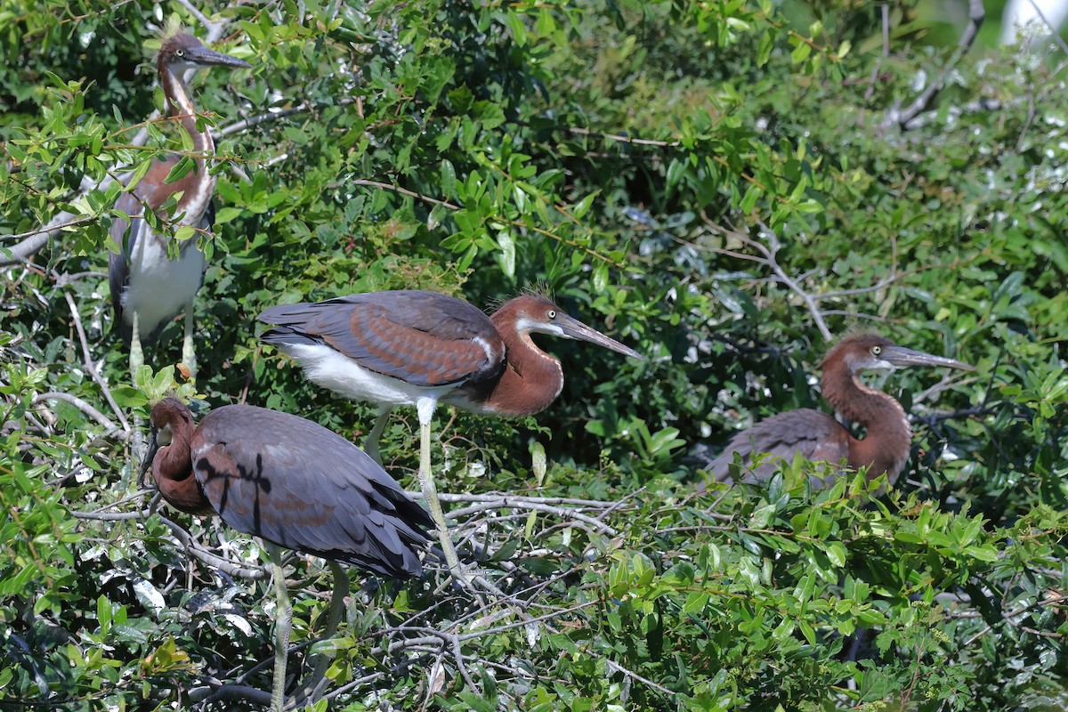 Tricolored Heron - ML620689723