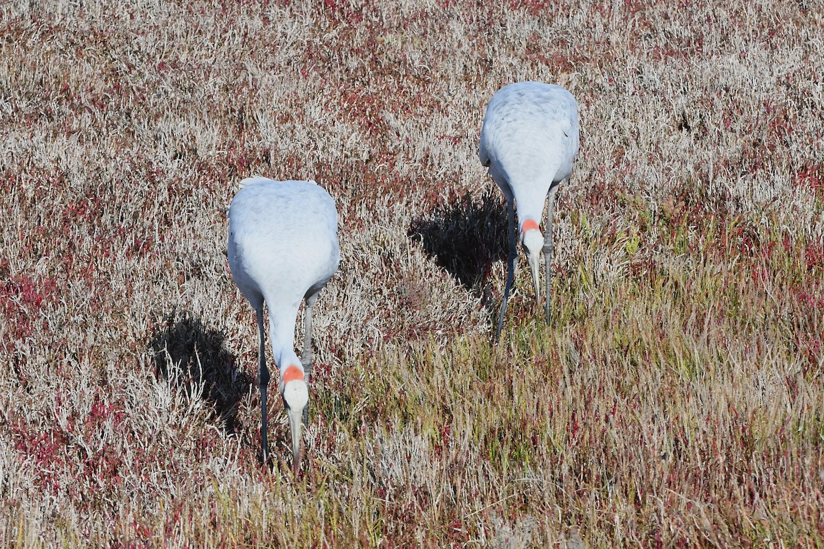 Grue brolga - ML620689724