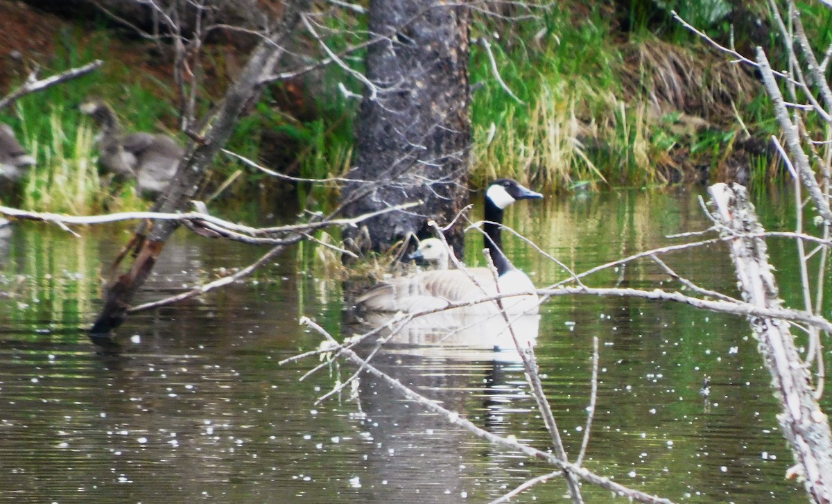 Canada Goose - ML620689729